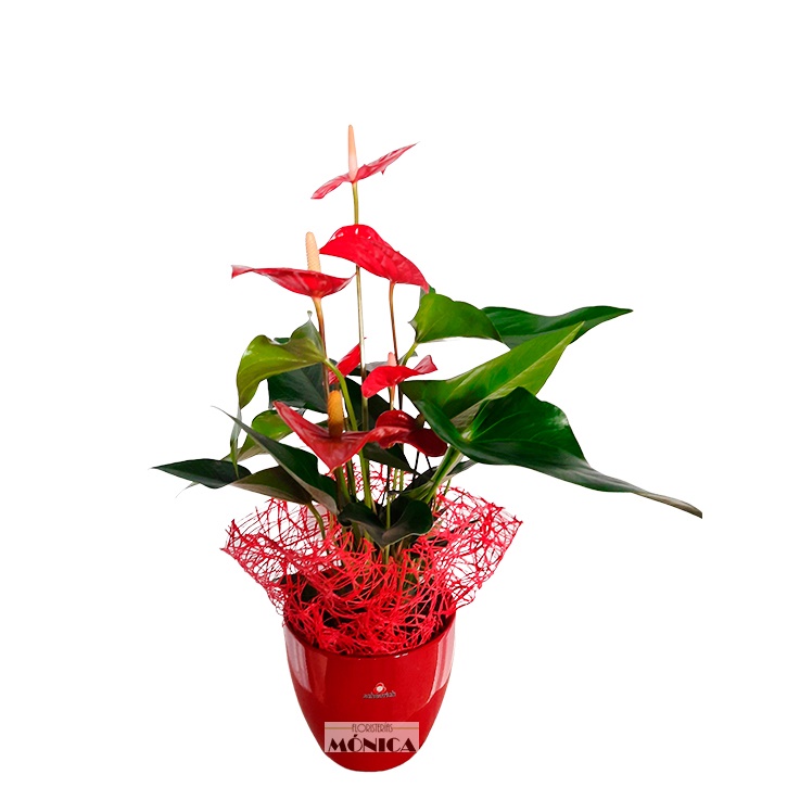 Anthurium Mediano
