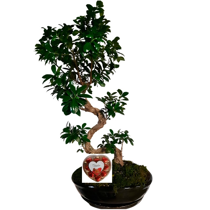 Bonsai Ginseng Grande