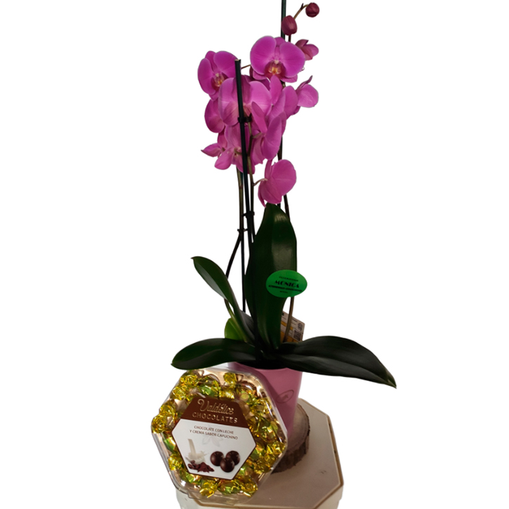 Orqu&iacute;dea con macetero y bombones 