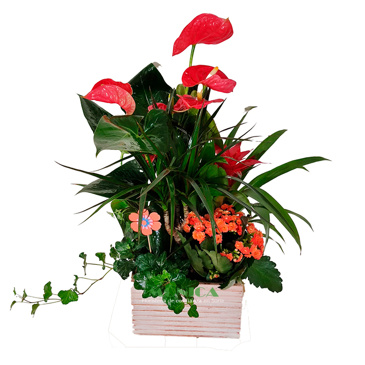 Composici&oacute;n plantas de interior