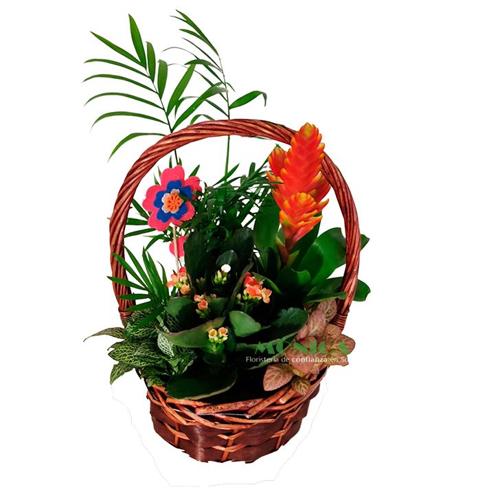 Composici&oacute;n de plantas en cesta.