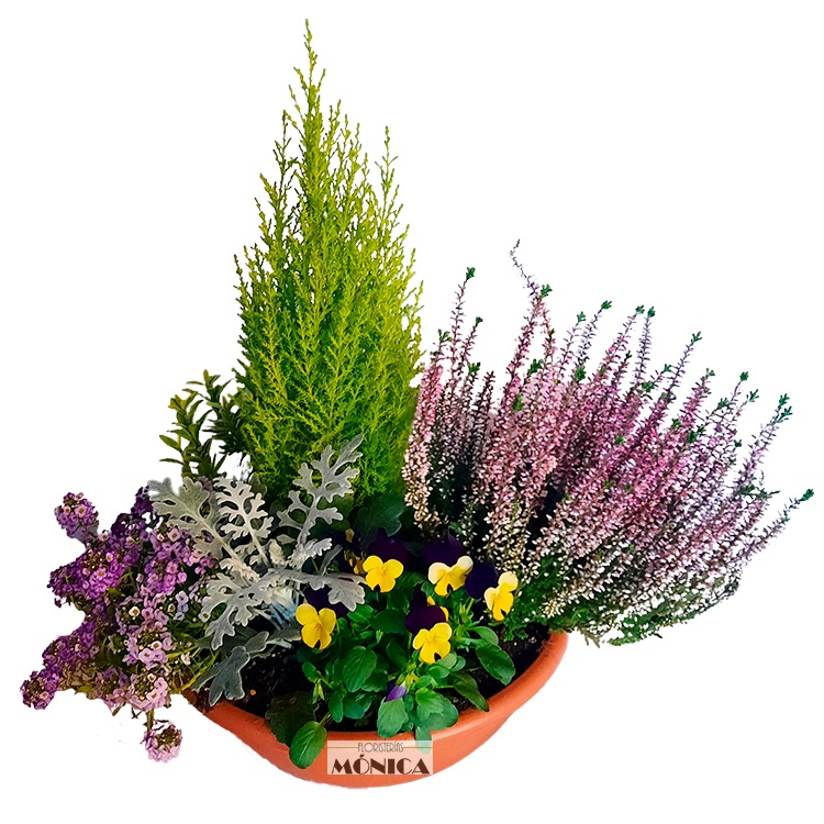 Centro de Plantas peque&ntilde;o