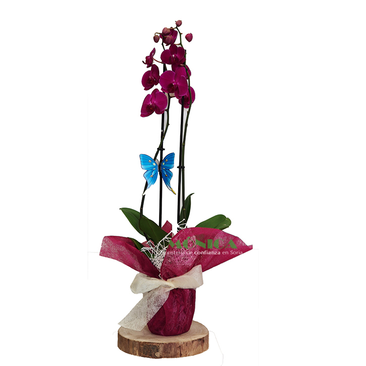 Orqu&iacute;dea de dos tallos