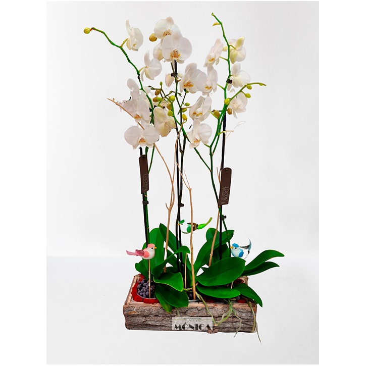 Composici&oacute;n de Orqu&iacute;deas.