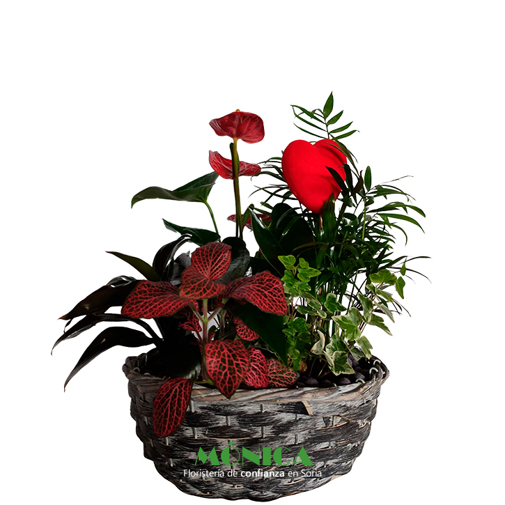 Cesta con plantas de interior peque&ntilde;a-mediana