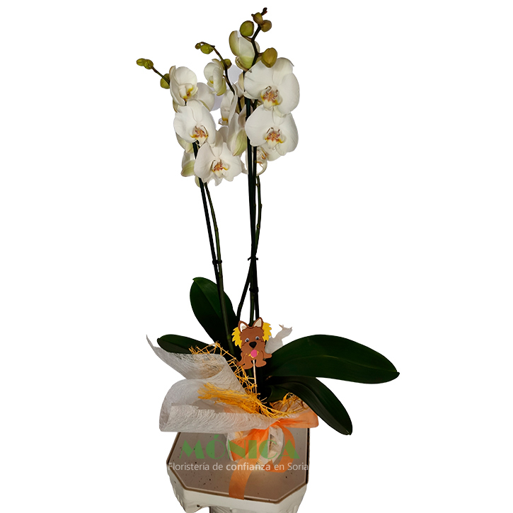 Orqu&iacute;dea Phalaenopsis Blanca